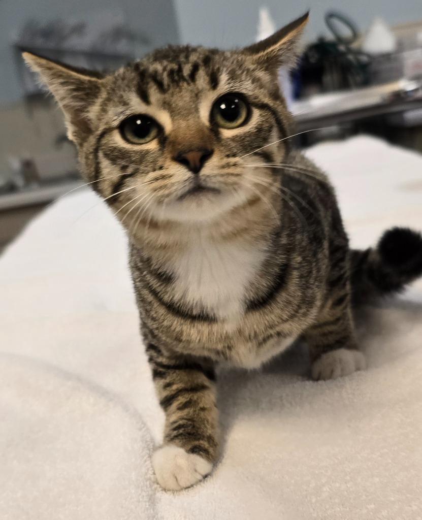 Enlarge Daphne, a Adoptable mixed breed in Murphysboro, IL image 5/5