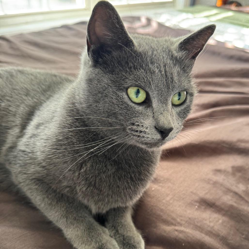 Mistral, a Adoptable Domestic Short Hair in Chapel Hill, NC image 1/5