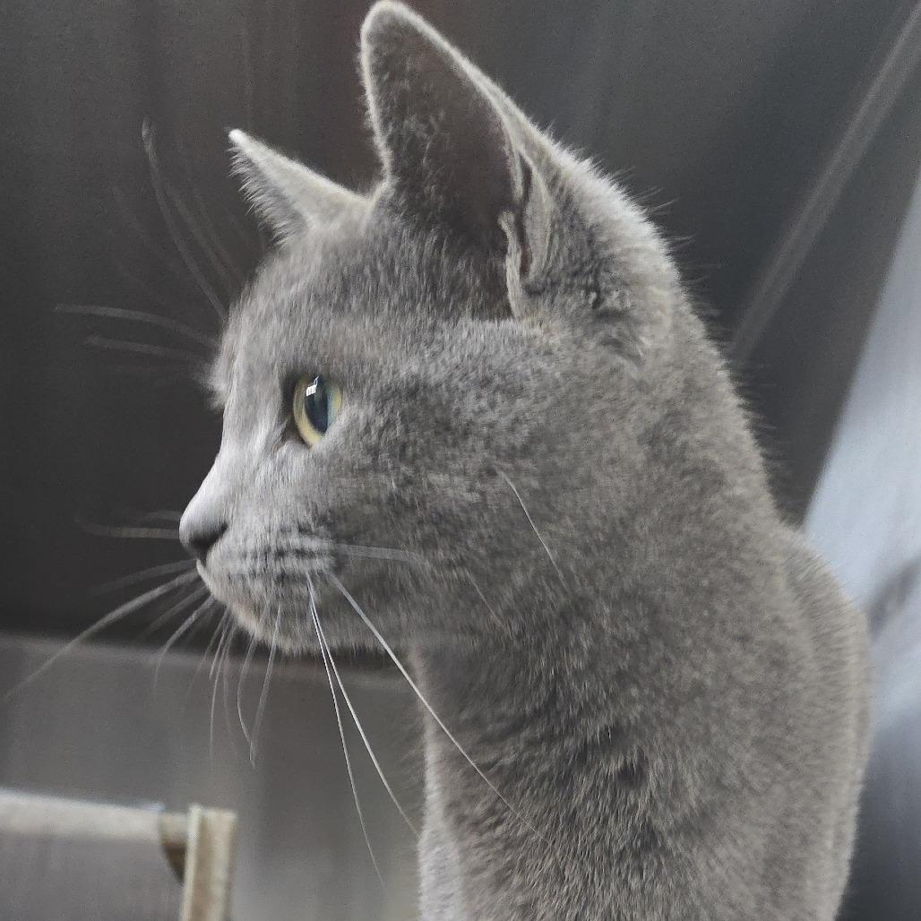 Mistral, a Adoptable Domestic Short Hair in Chapel Hill, NC image 2/5