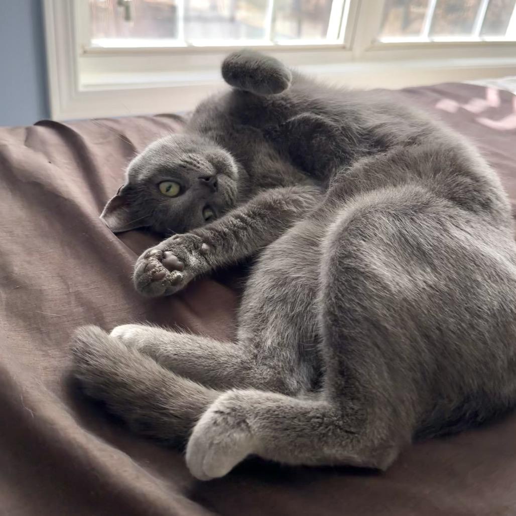 Mistral, a Adoptable Domestic Short Hair in Chapel Hill, NC image 3/5