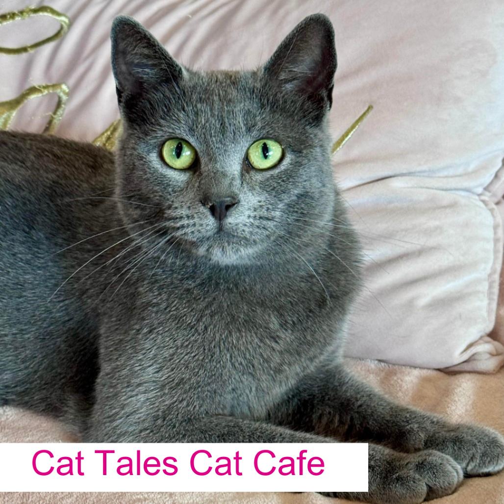 Mistral, a Adoptable Domestic Short Hair in Chapel Hill, NC image 4/5