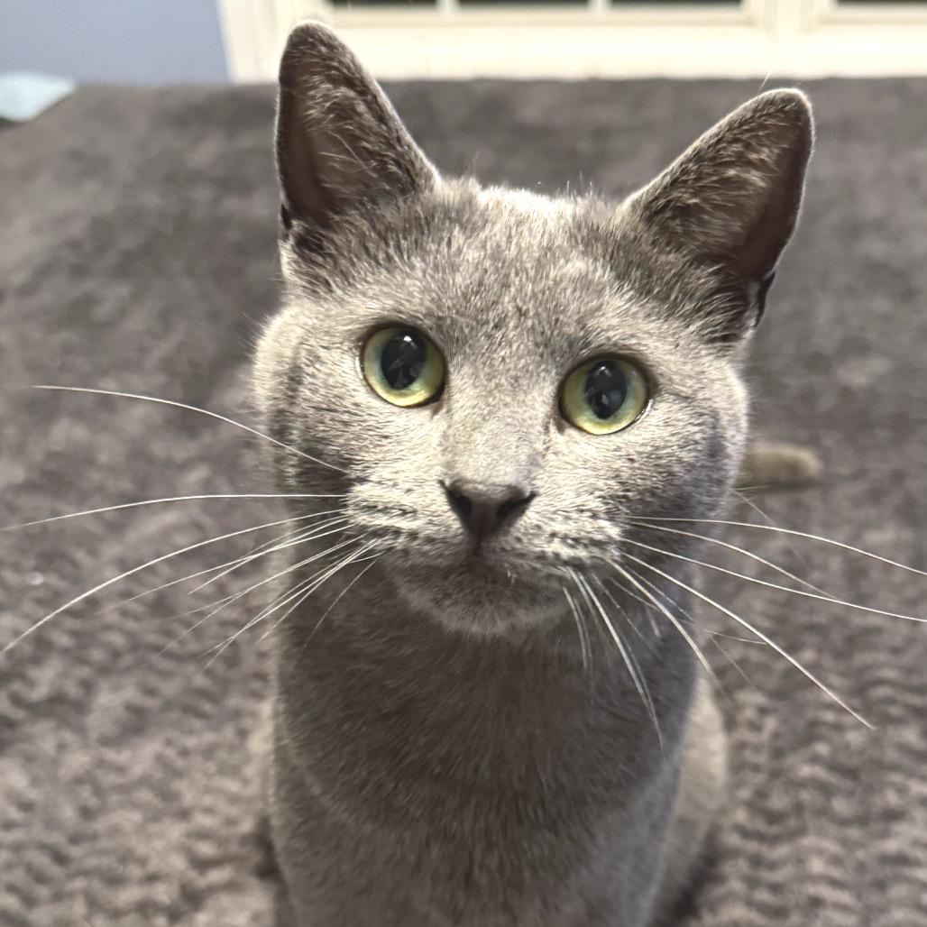 Mistral, a Adoptable Domestic Short Hair in Chapel Hill, NC image 5/5