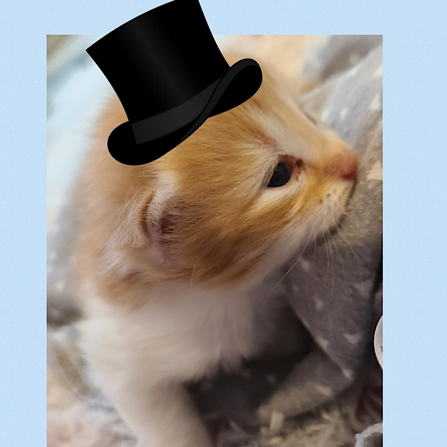 Logan & Leo, an adoptable Domestic Short Hair in St Stephen, NB, E3L 2X2 | Photo Image 2