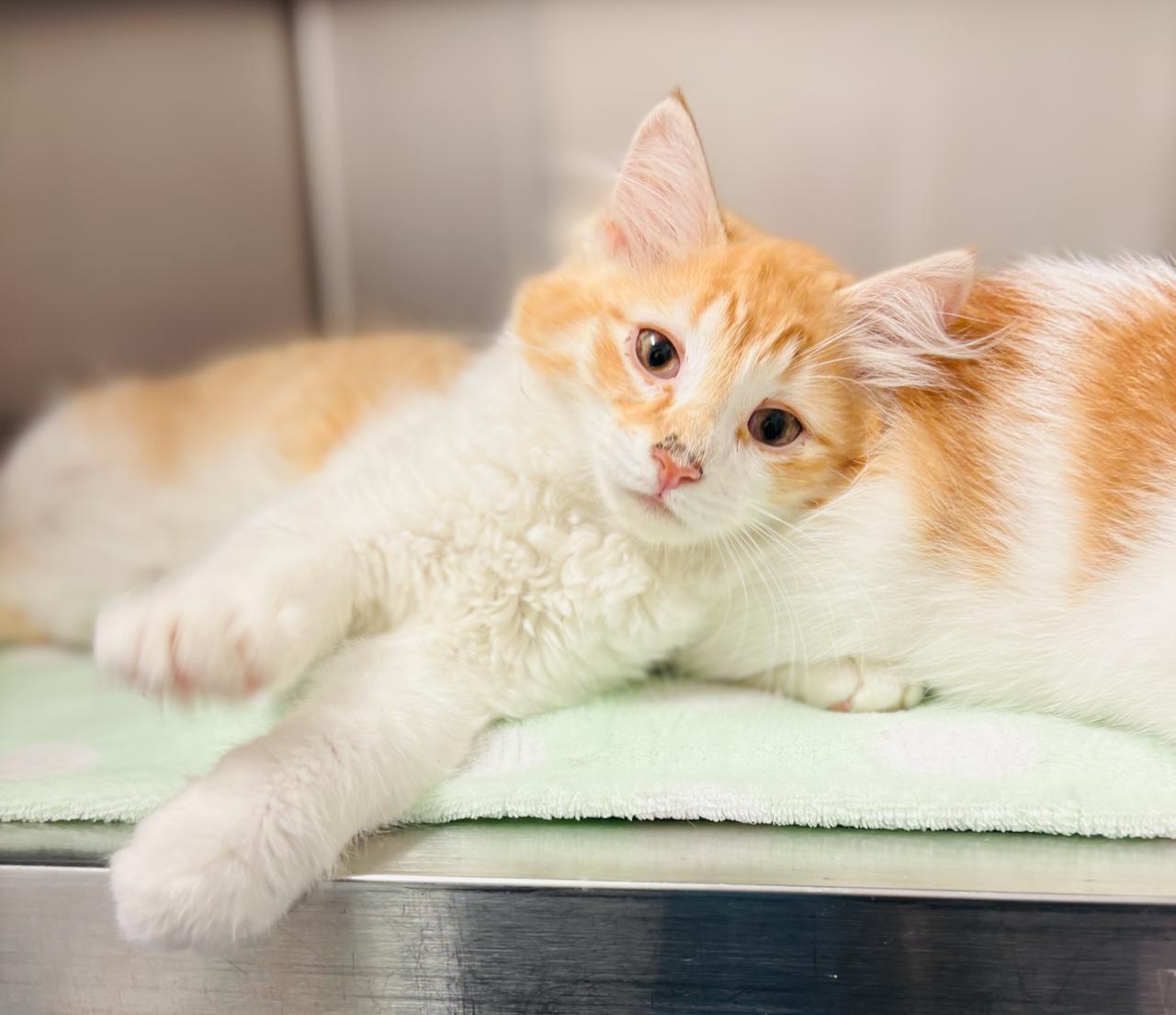 Logan & Leo, an adoptable Domestic Short Hair in St Stephen, NB, E3L 2X2 | Photo Image 3