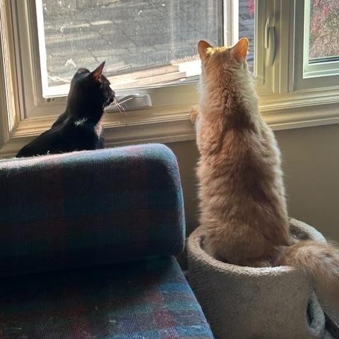 Crue & Carlton, a ADOPTABLE Domestic Medium Hair in Hudsonville, MI image 4/5