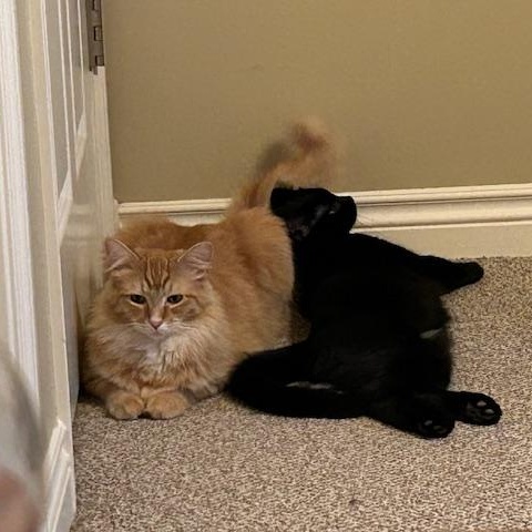 Crue & Carlton, a ADOPTABLE Domestic Medium Hair in Hudsonville, MI image 1/5