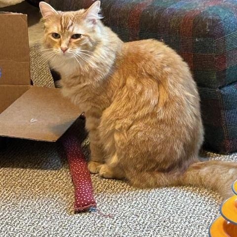 Crue & Carlton, a ADOPTABLE Domestic Medium Hair in Hudsonville, MI image 2/5