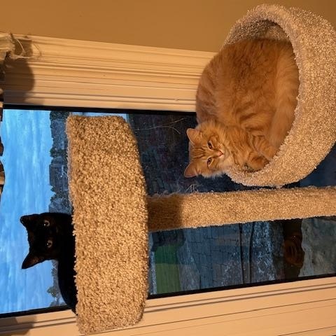Crue & Carlton, a ADOPTABLE Domestic Medium Hair in Hudsonville, MI image 5/5