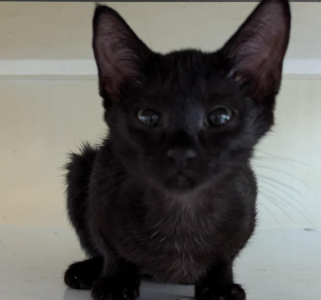 Enlarge Inca, a Adoptable mixed breed in St. Augustine, FL image 1/1