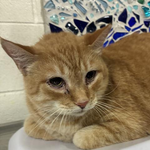 Enlarge SANDY, a Adoptable Domestic Short Hair in Pensacola, FL image 1/1