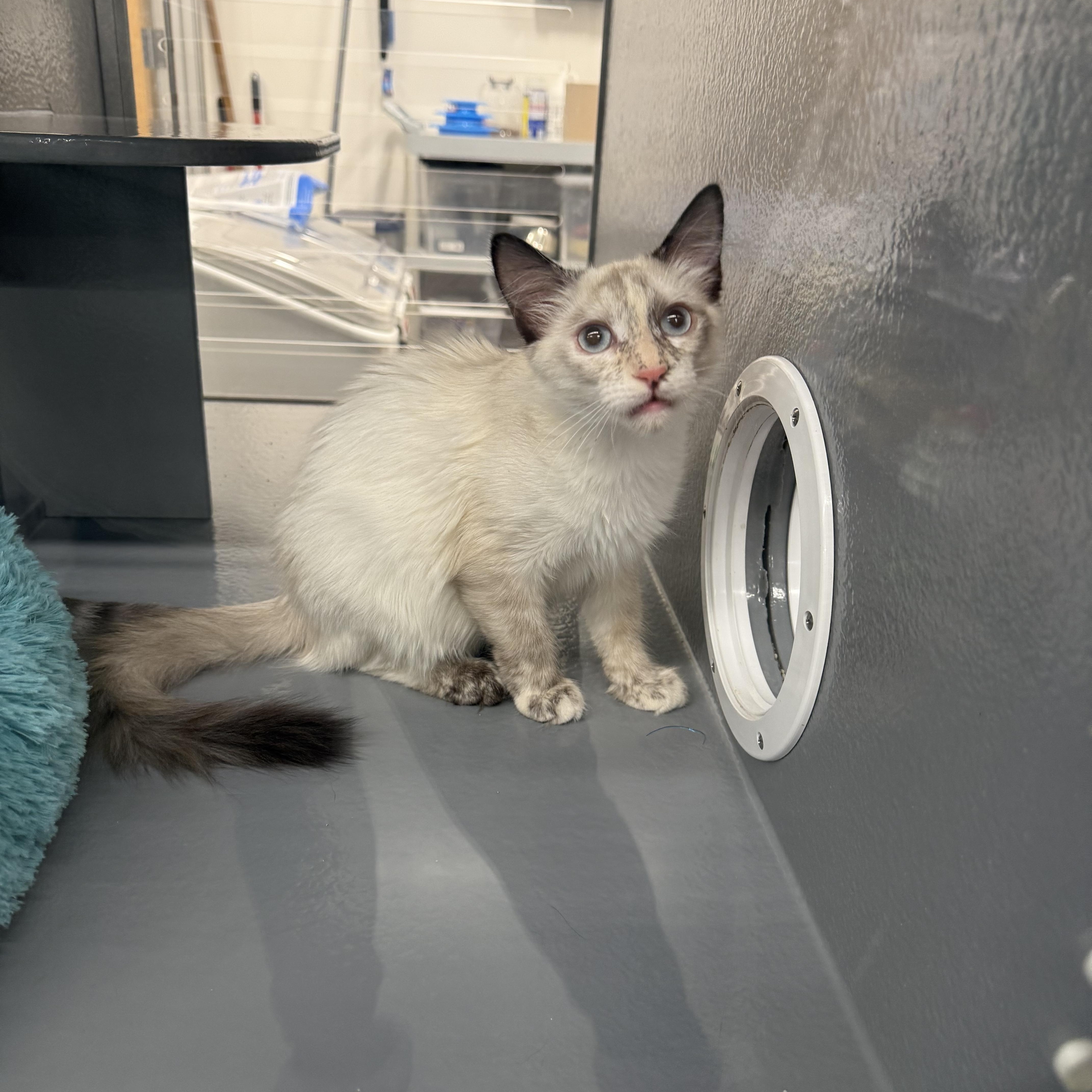 Daisy Duke, Adoptable, Young Female American Shorthair.