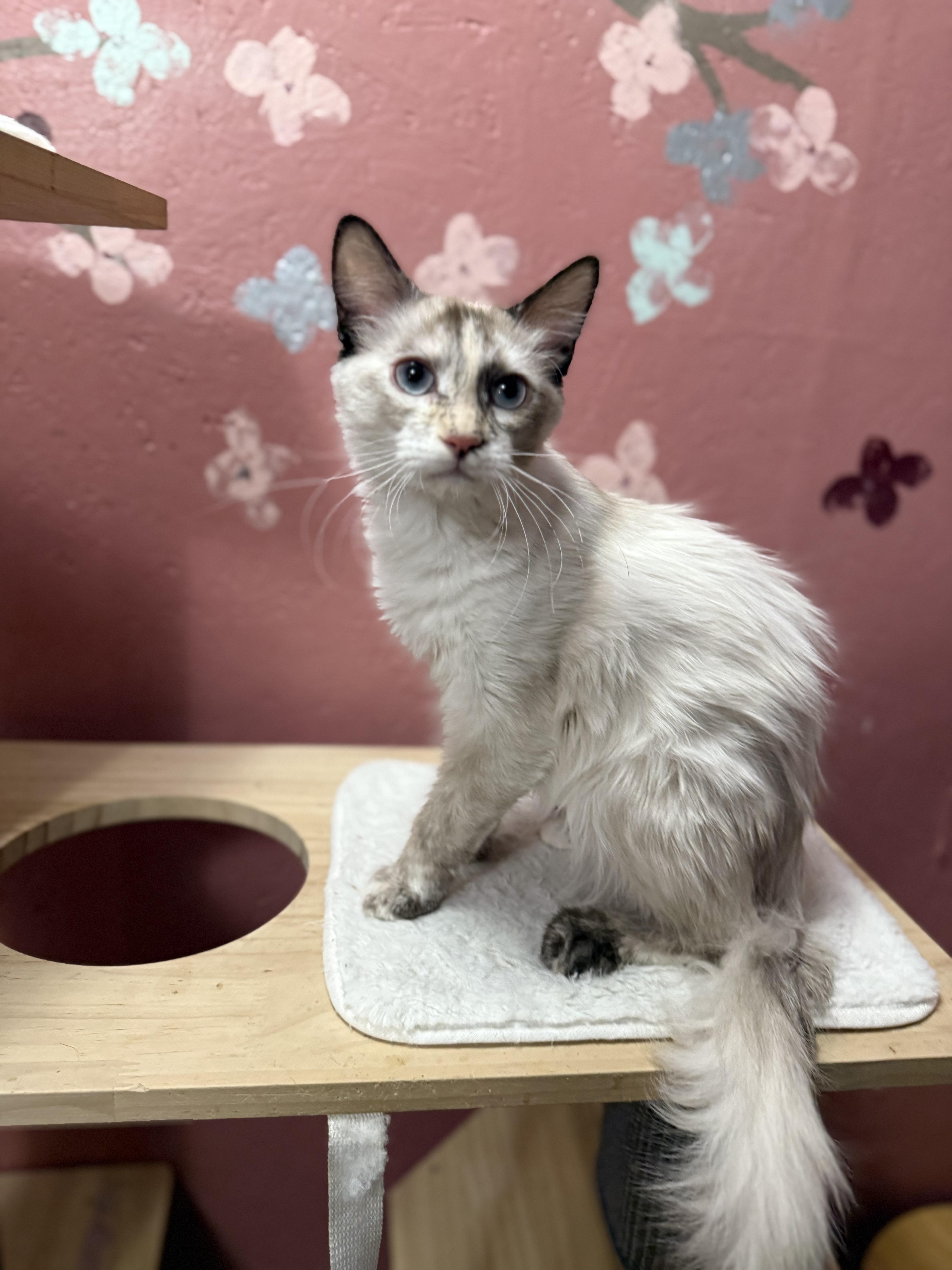 Enlarge Daisy Duke, a Adoptable mixed breed in Ellington, MO image 1/4