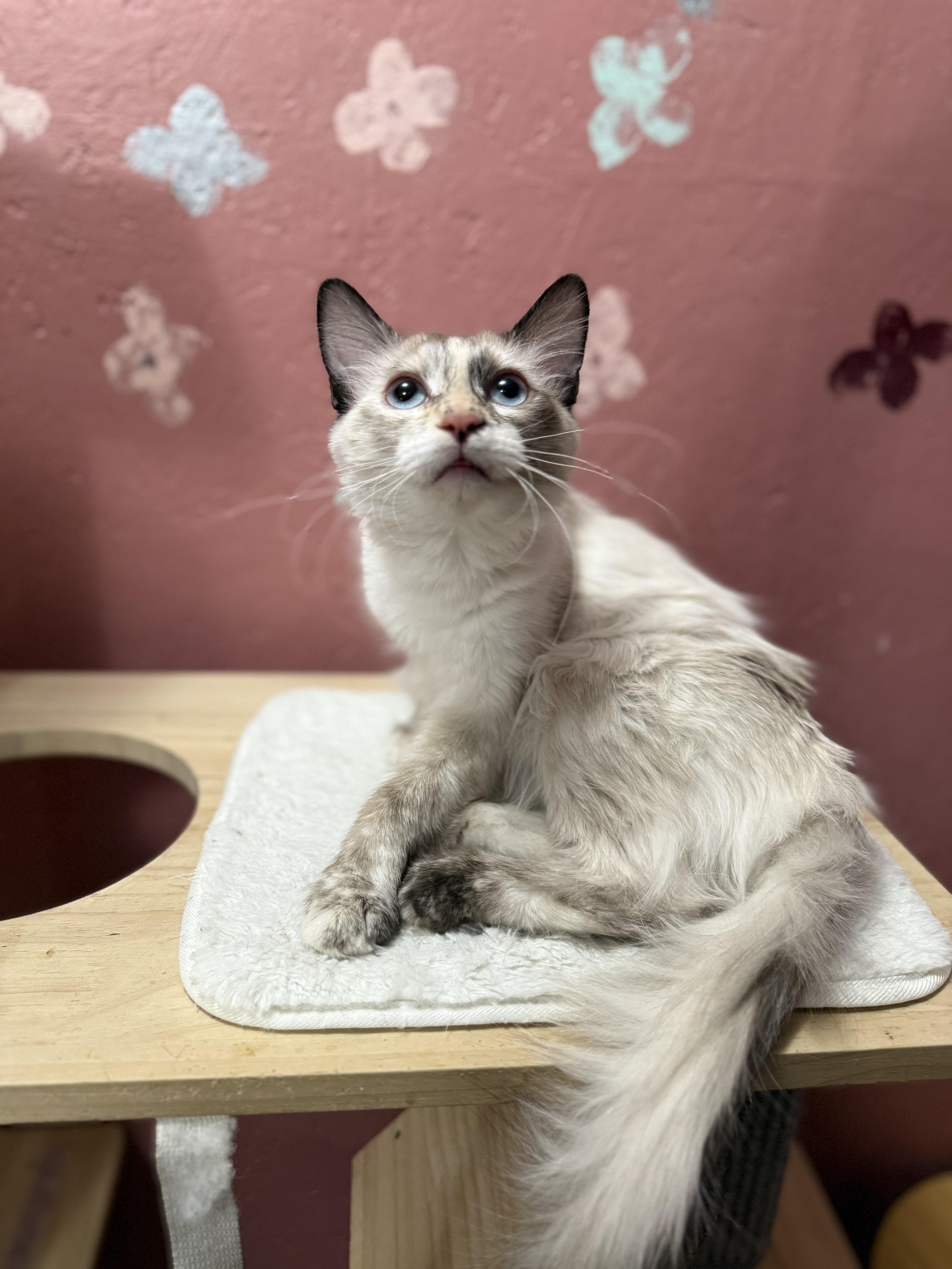 Enlarge Daisy Duke, a Adoptable mixed breed in Ellington, MO image 2/4