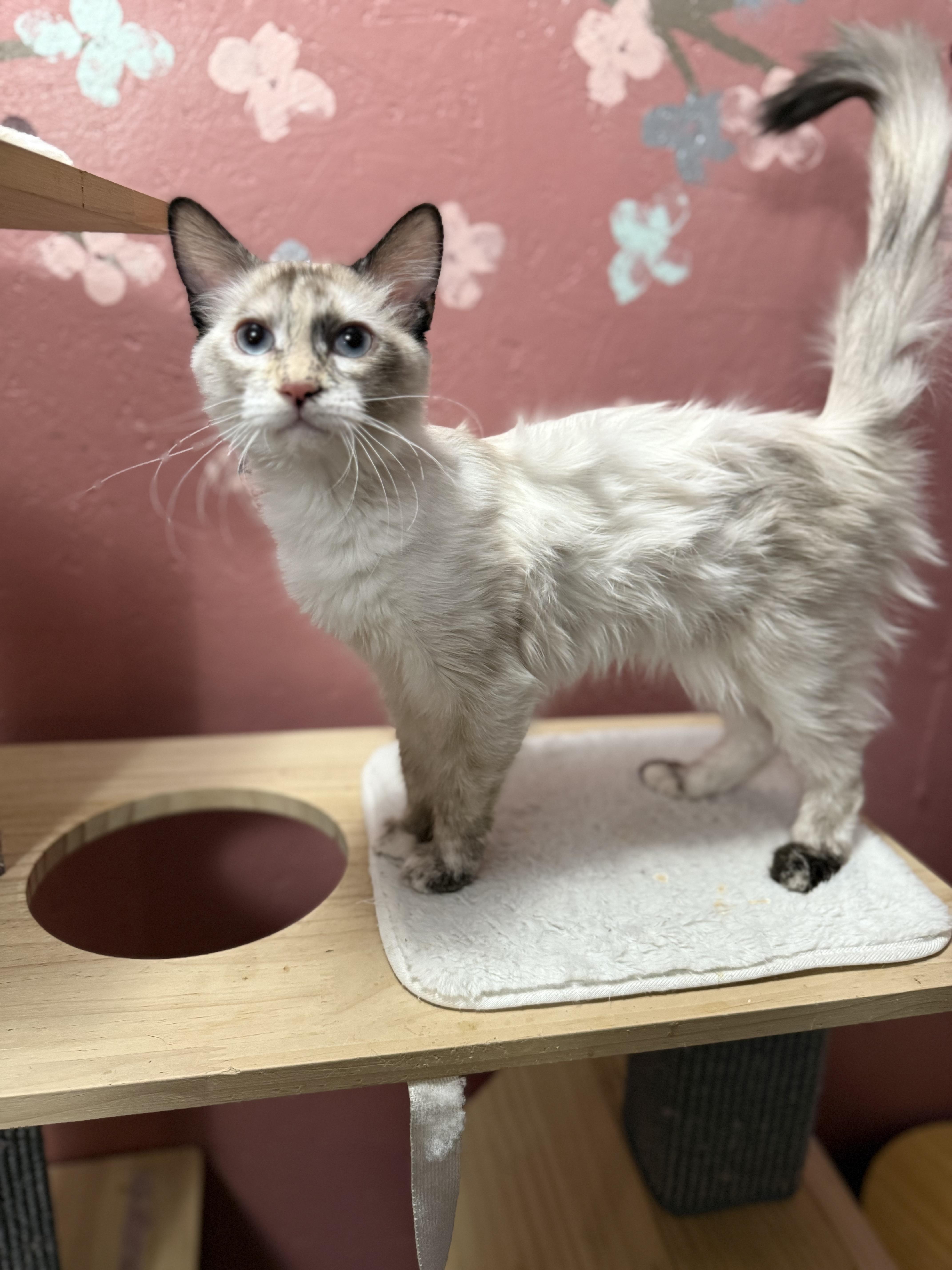 Enlarge Daisy Duke, a Adoptable mixed breed in Ellington, MO image 3/4