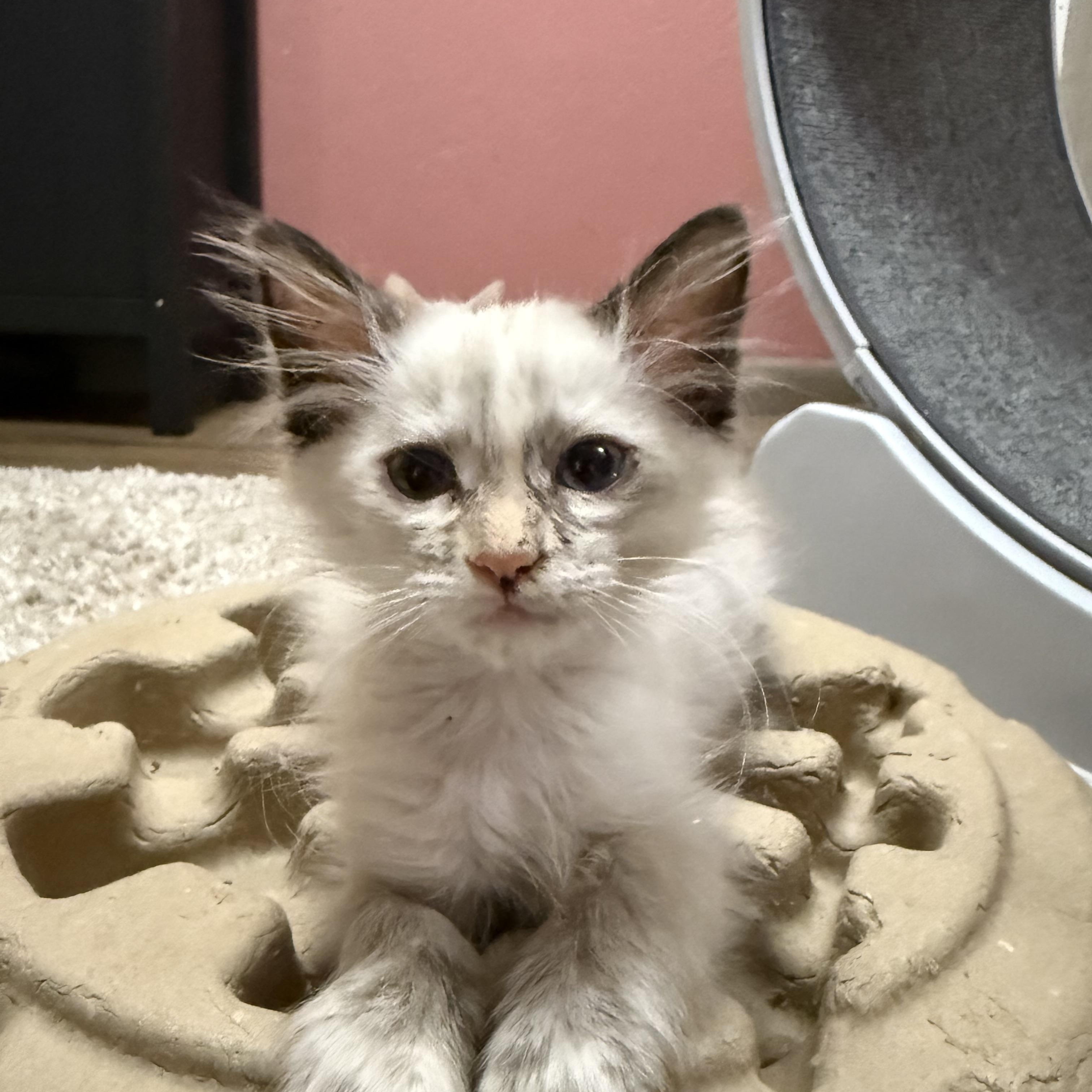 Daisy Duke, a Adoptable mixed breed in Ellington, MO image 2/2