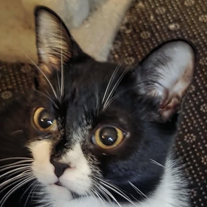 Enlarge ZALEY, a Adoptable Tuxedo in Delhi, ON image 3/6