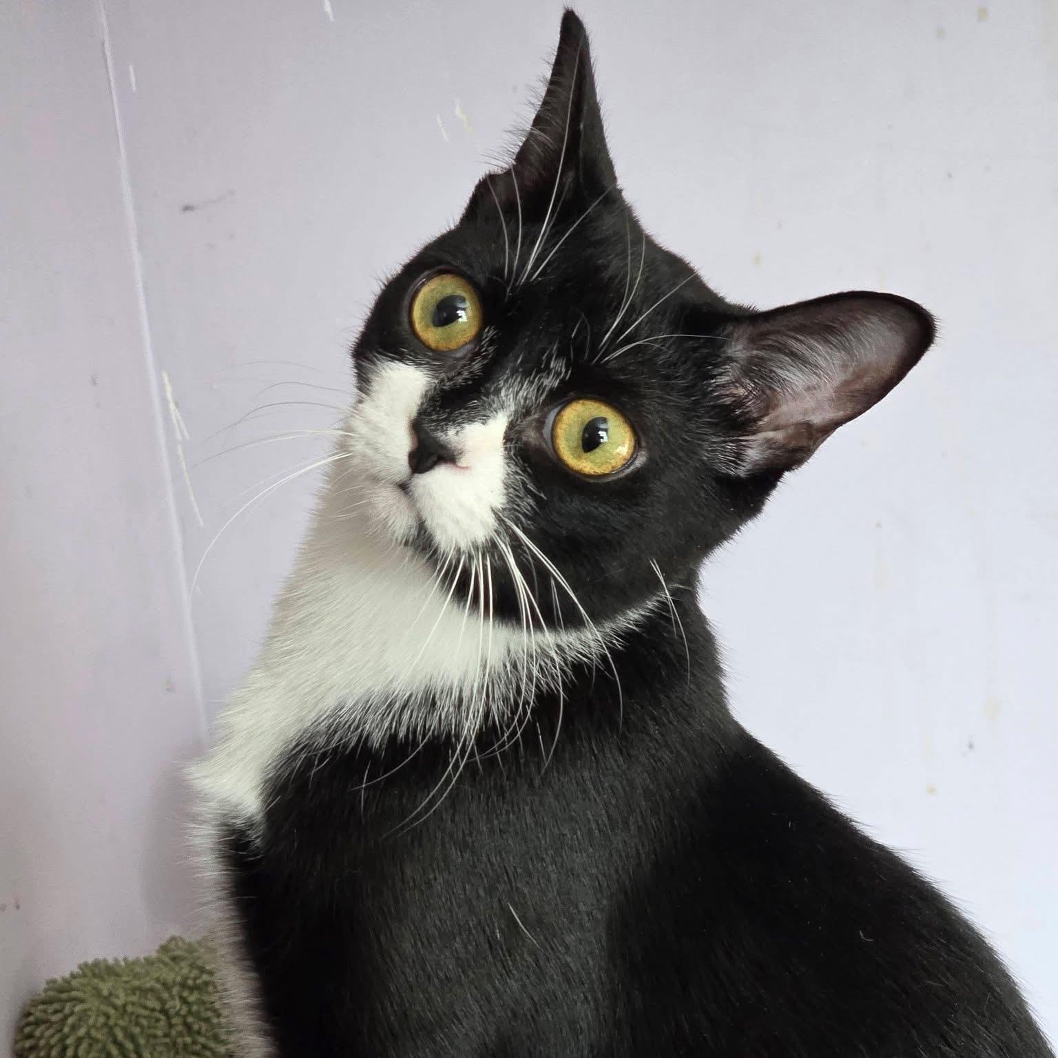 Enlarge ZALEY, a Adoptable Tuxedo in Delhi, ON image 1/6