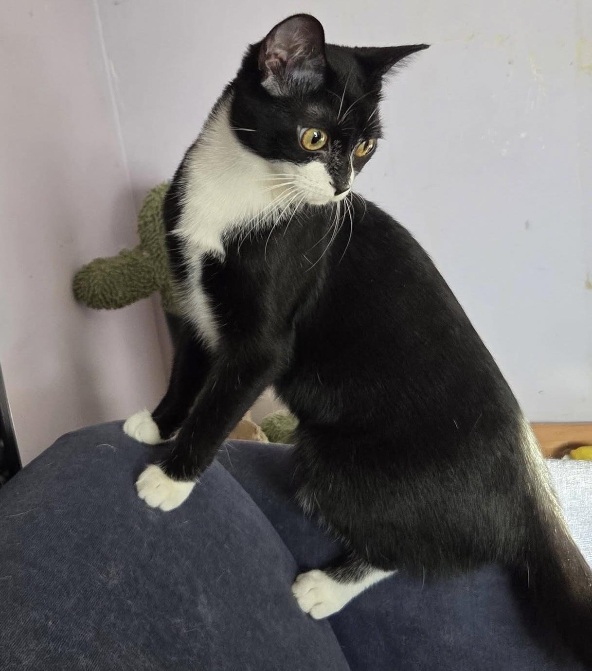 Enlarge ZALEY, a Adoptable Tuxedo in Delhi, ON image 6/6