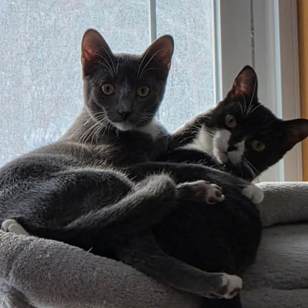 Enlarge ZALEY, a Adoptable Tuxedo in Delhi, ON image 6/6