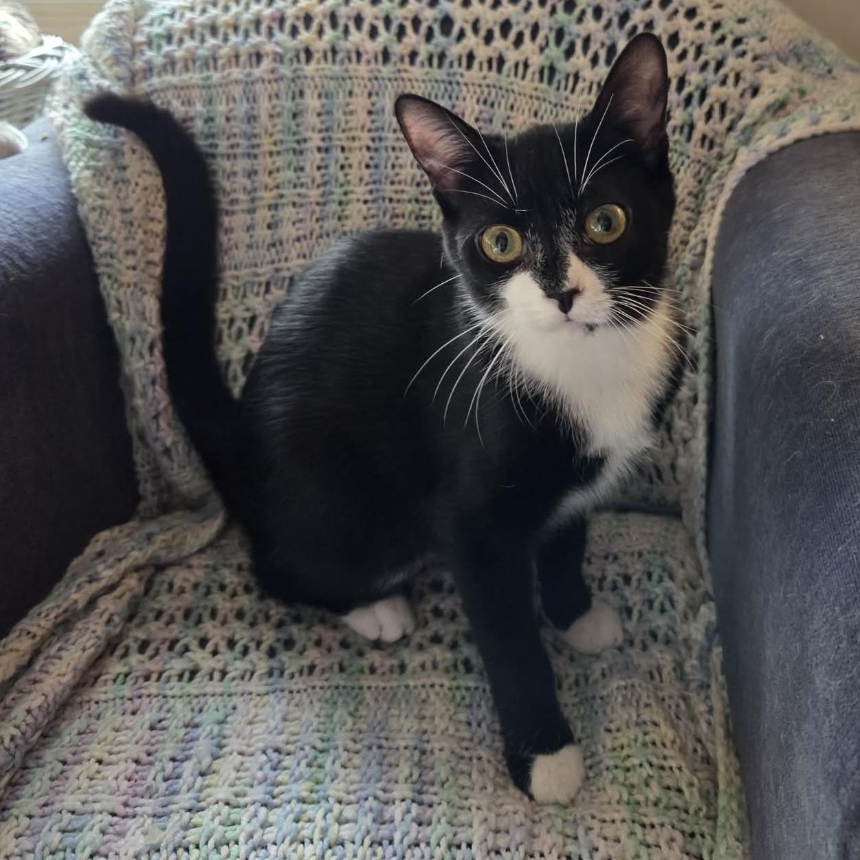 ZALEY, Adoptable, Kitten Female Tuxedo.