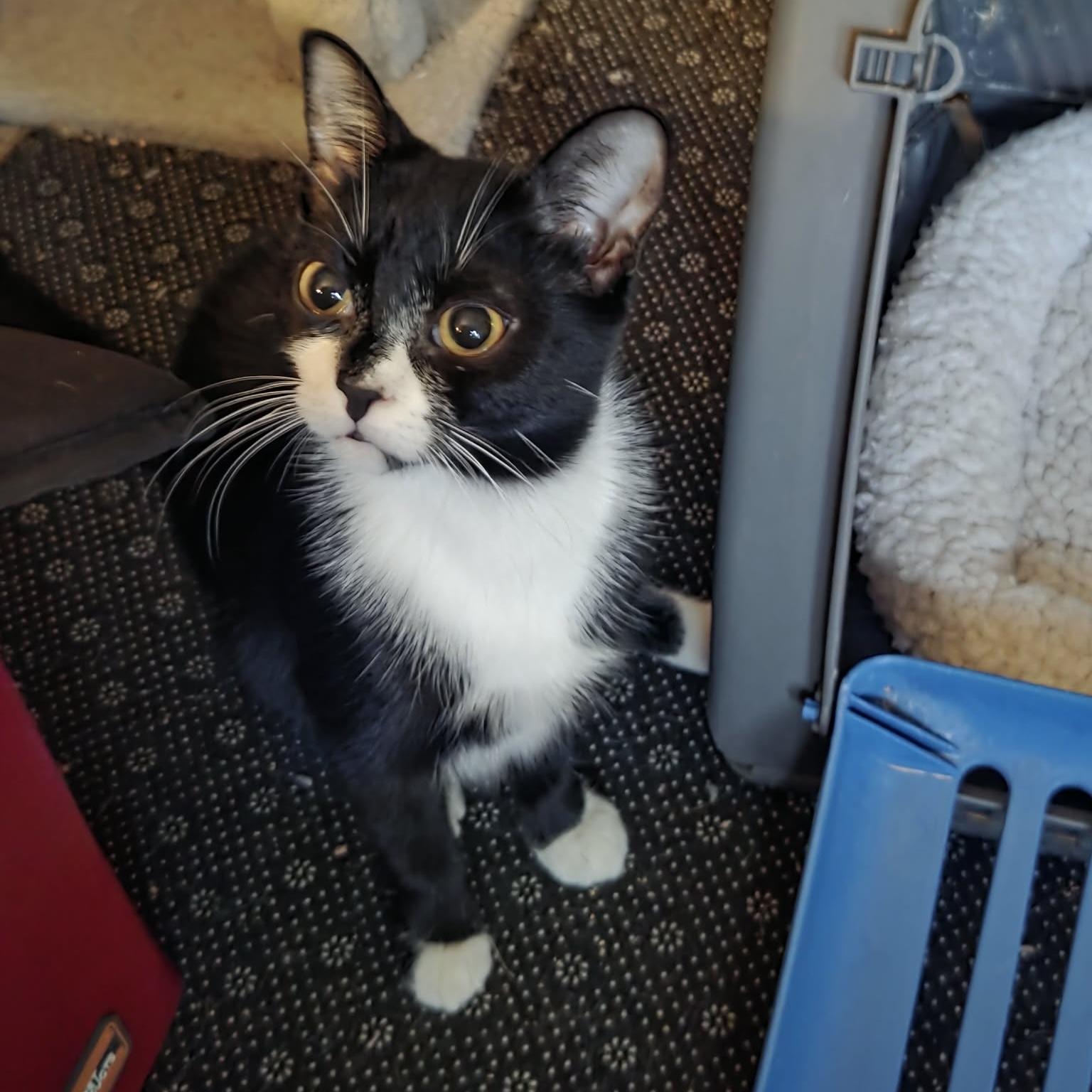 Enlarge ZALEY, a Adoptable Tuxedo in Delhi, ON image 5/6