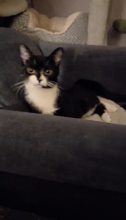 Enlarge ZALEY, a Adoptable Tuxedo in Delhi, ON video 4/6