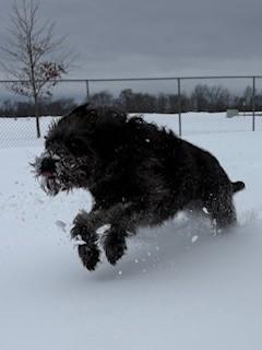Enlarge Luna, a ADOPTABLE mixed breed in Ionia, MI image 6/6