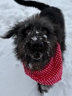 Enlarge Luna, a ADOPTABLE mixed breed in Ionia, MI image 5/6