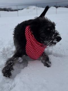 Enlarge Luna, a ADOPTABLE mixed breed in Ionia, MI image 4/6