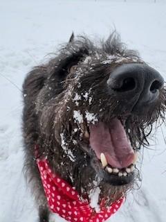 Enlarge Luna, a ADOPTABLE mixed breed in Ionia, MI image 3/6