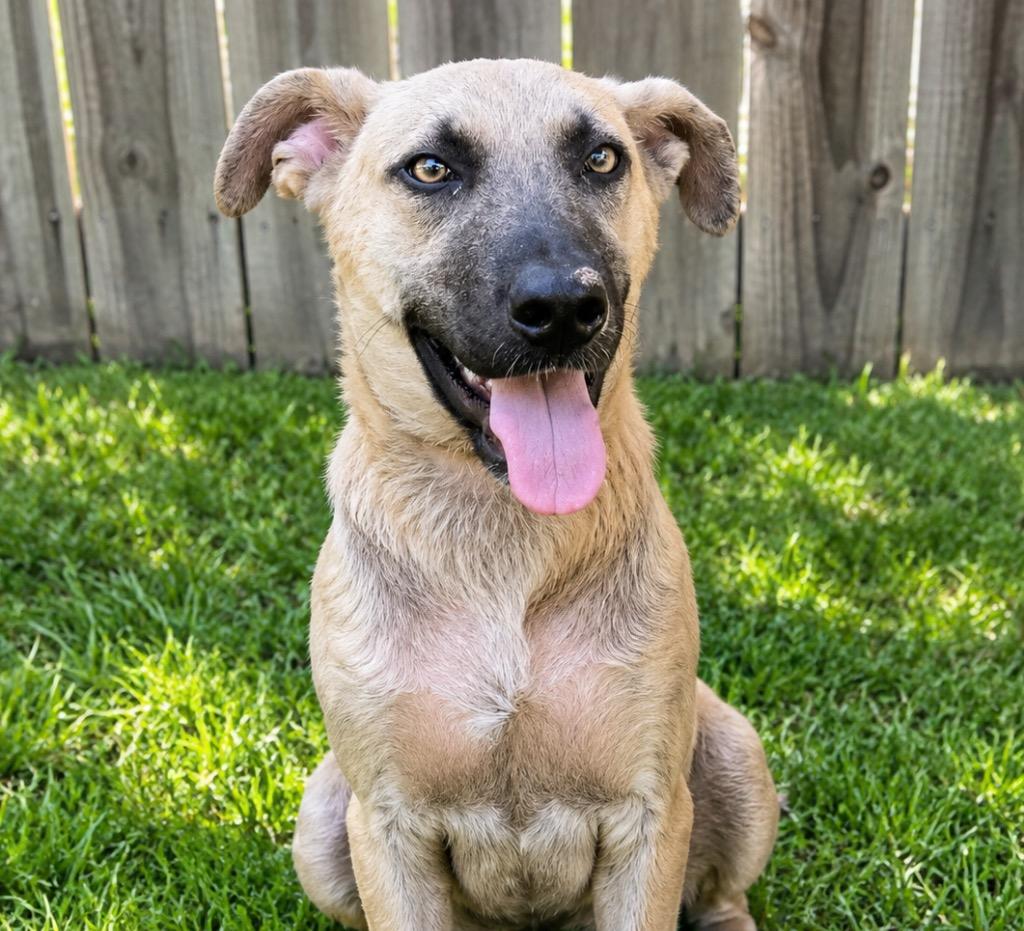 Enlarge Murphy, a Adoptable mixed breed in North Syracuse, NY image 1/1