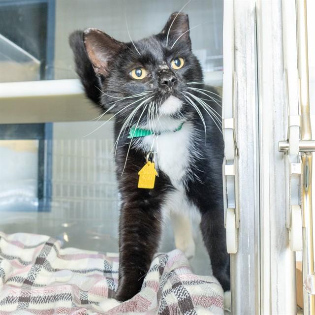 AFFOGATO, Adoptable, Young Male Domestic Short Hair.