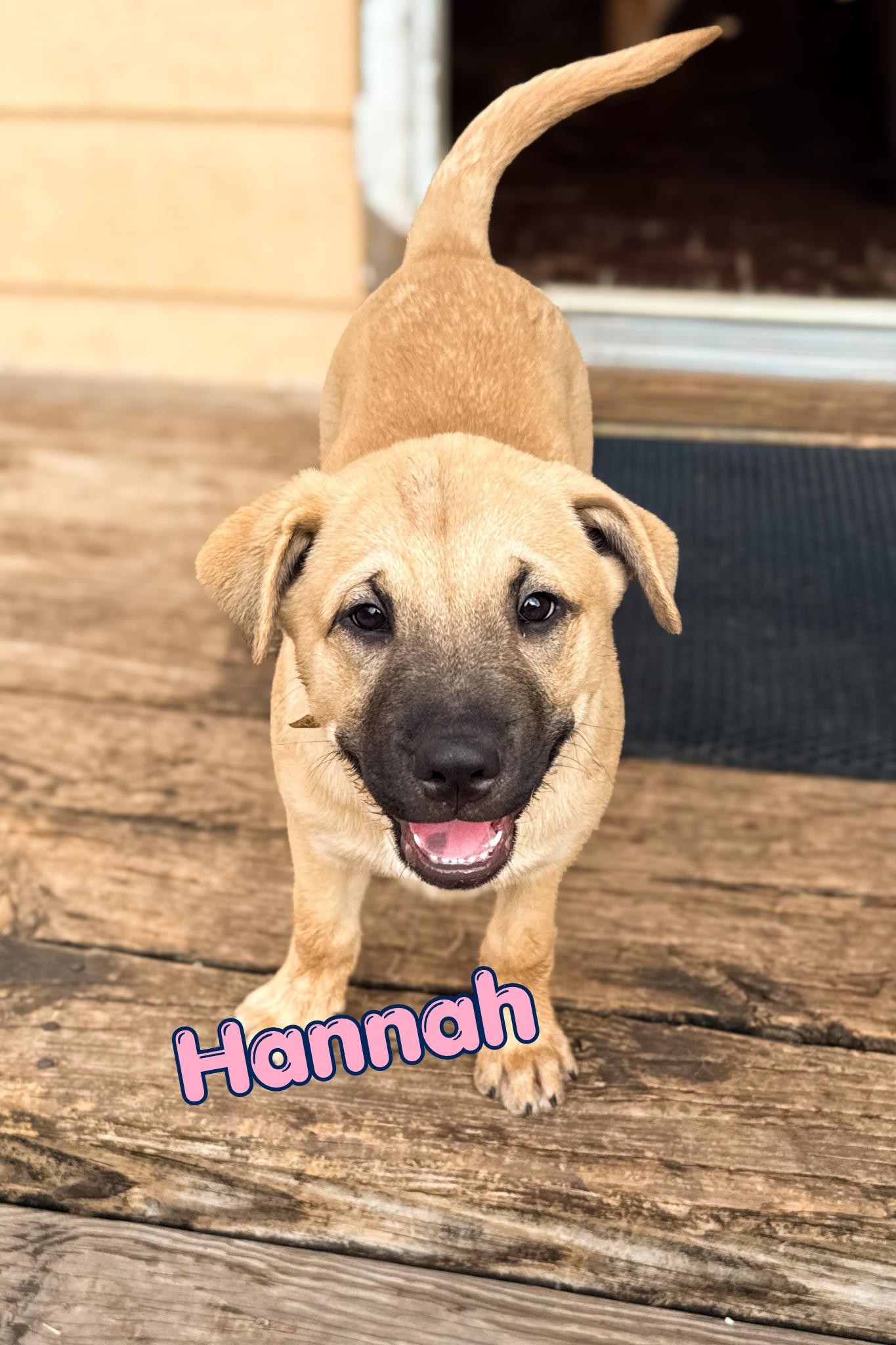 Enlarge Hannah, a Adoptable mixed breed in Branson, MO image 1/1