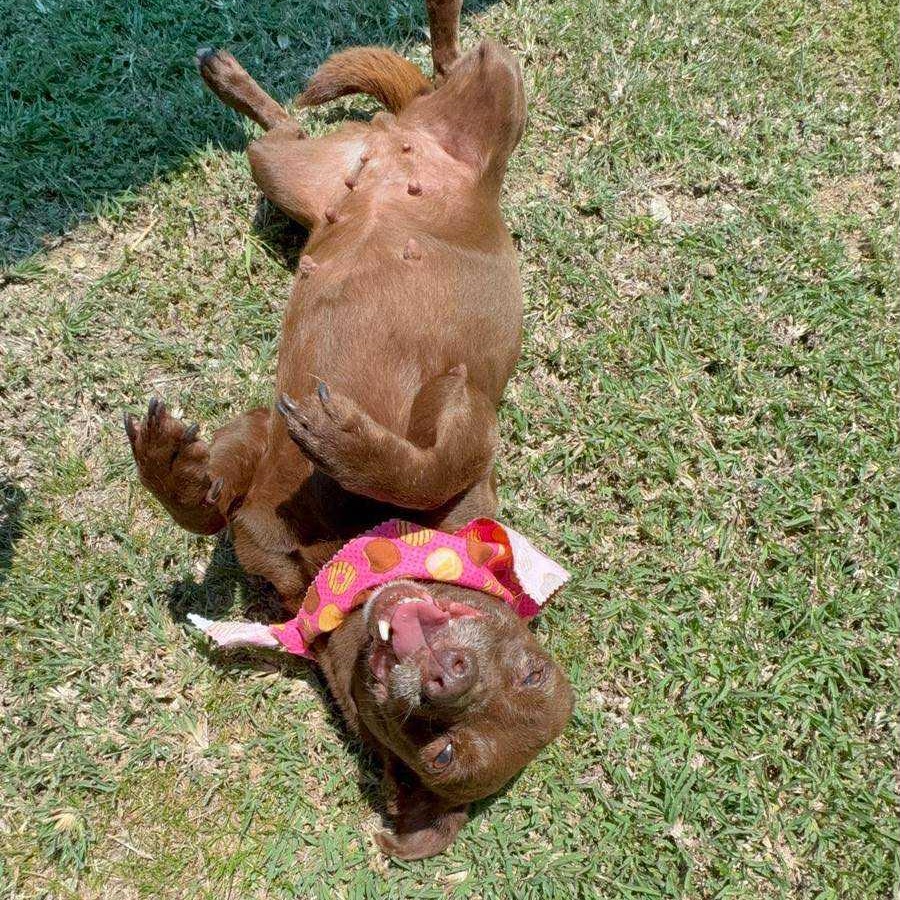 Canela