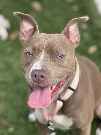 Chosen - 3, a Adoptable mixed breed in Daytona Beach, FL image 1/2