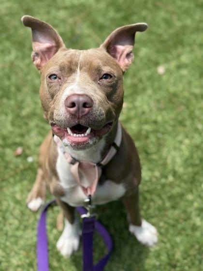 Chosen - 3, Adoptable, Young Female Pit Bull Terrier & Mixed Breed.