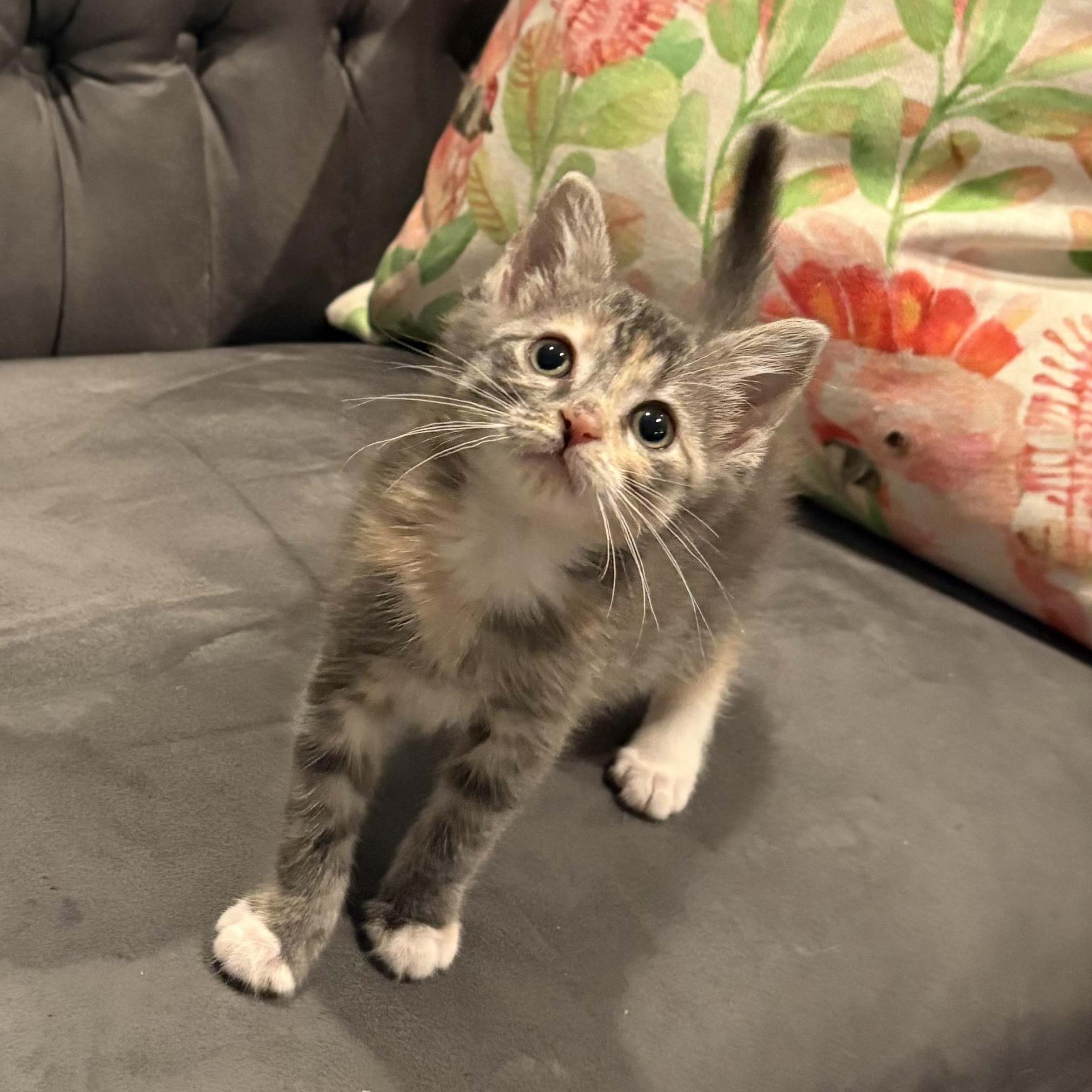 Rat (Ratna, Sanskrit for gem or jewel), ADOPTABLE, Kitten Female Dilute Tortoiseshell & Tabby.