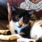 Spooky, ADOPTABLE, Adult Female Domestic Short Hair.