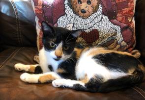 Enlarge Spooky, a ADOPTABLE Domestic Short Hair in Plymouth, MN image 2/2