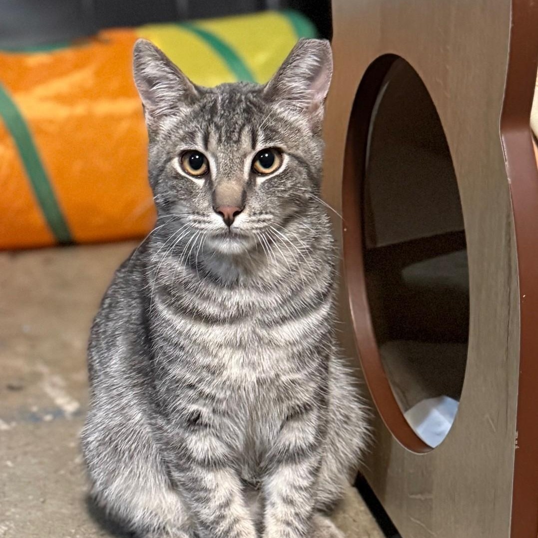 Teddy, Adoptable, Young Male Domestic Short Hair.