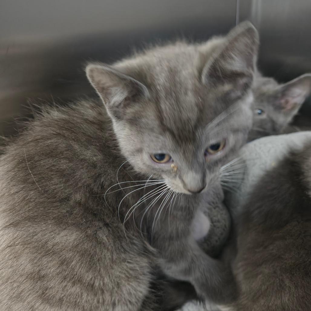 Hester, Adoptable, Kitten Female Domestic Short Hair & Domestic Short Hair.