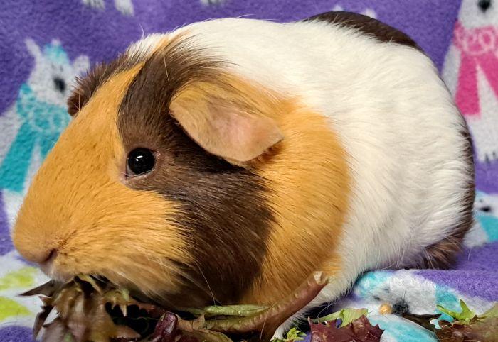 Harold, Adult Male Short-Haired