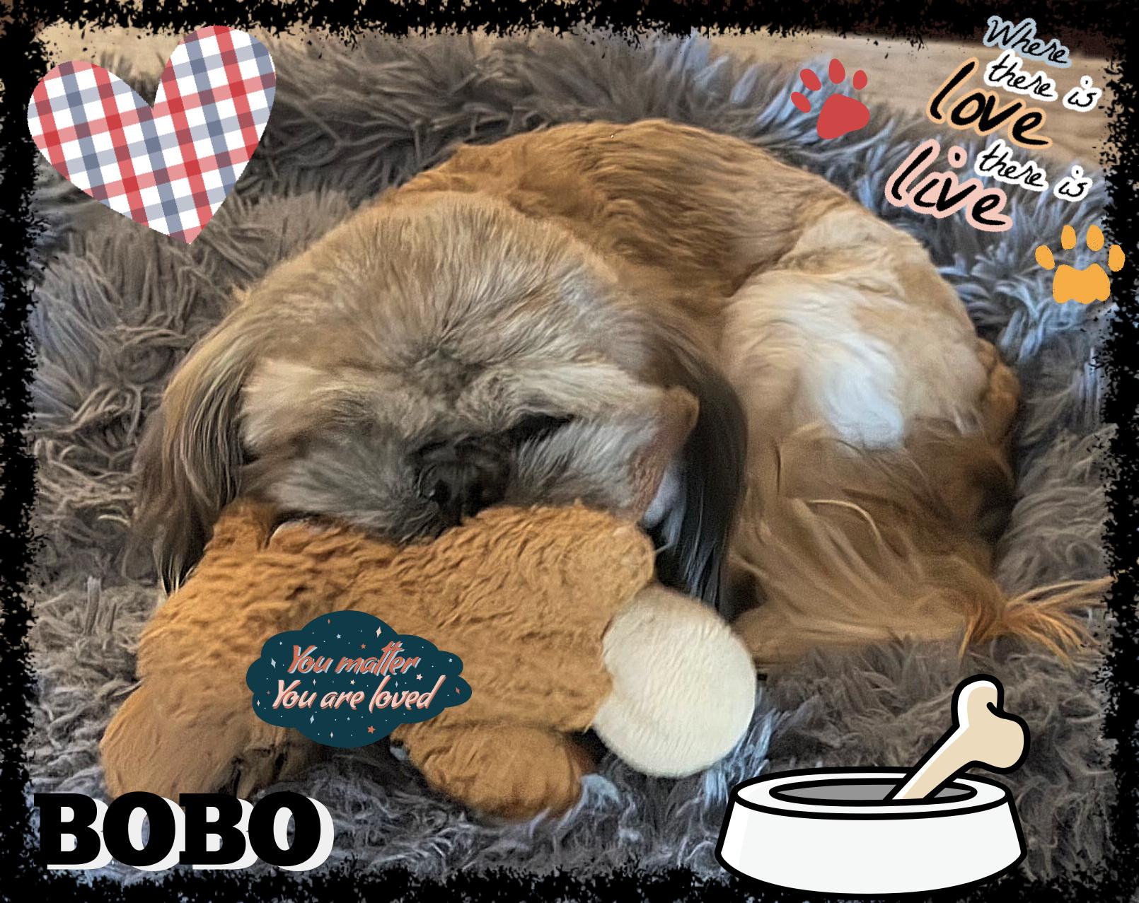 Bo, an adoptable Pekingese, Poodle in Great Bend, KS, 67530 | Photo Image 1