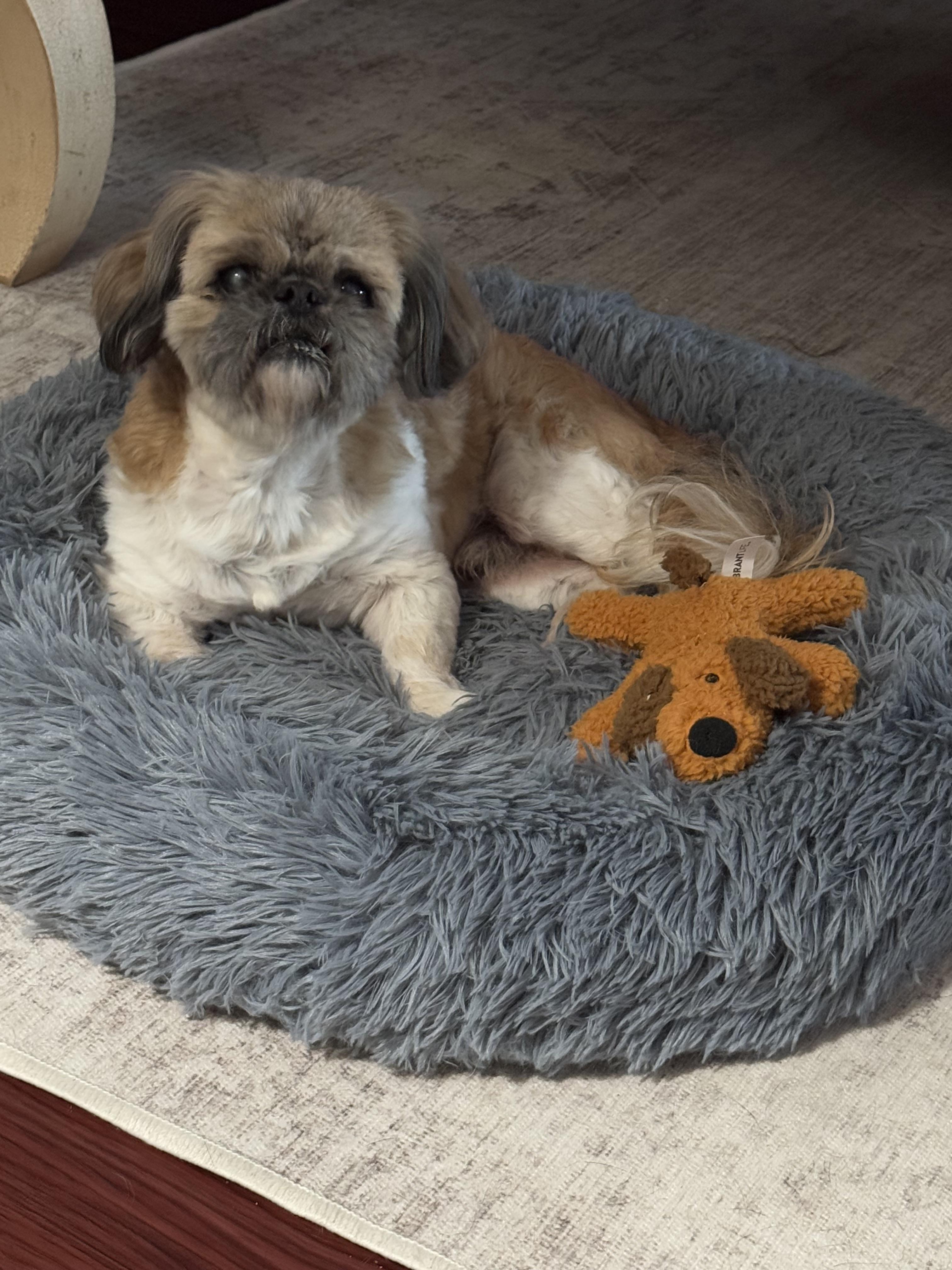 Bo, an adoptable Pekingese, Poodle in Great Bend, KS, 67530 | Photo Image 2