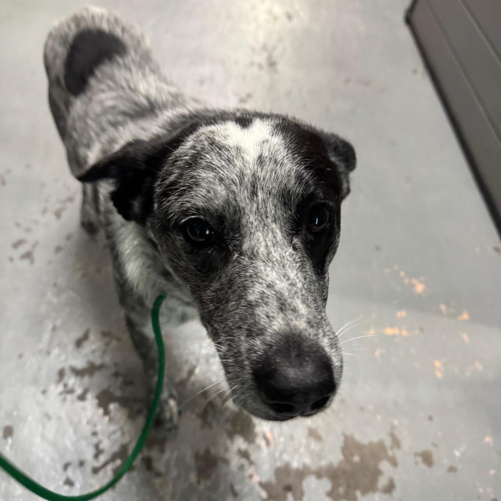 Bandit Joe, Adoptable, Young Male Australian Cattle Dog / Blue Heeler.