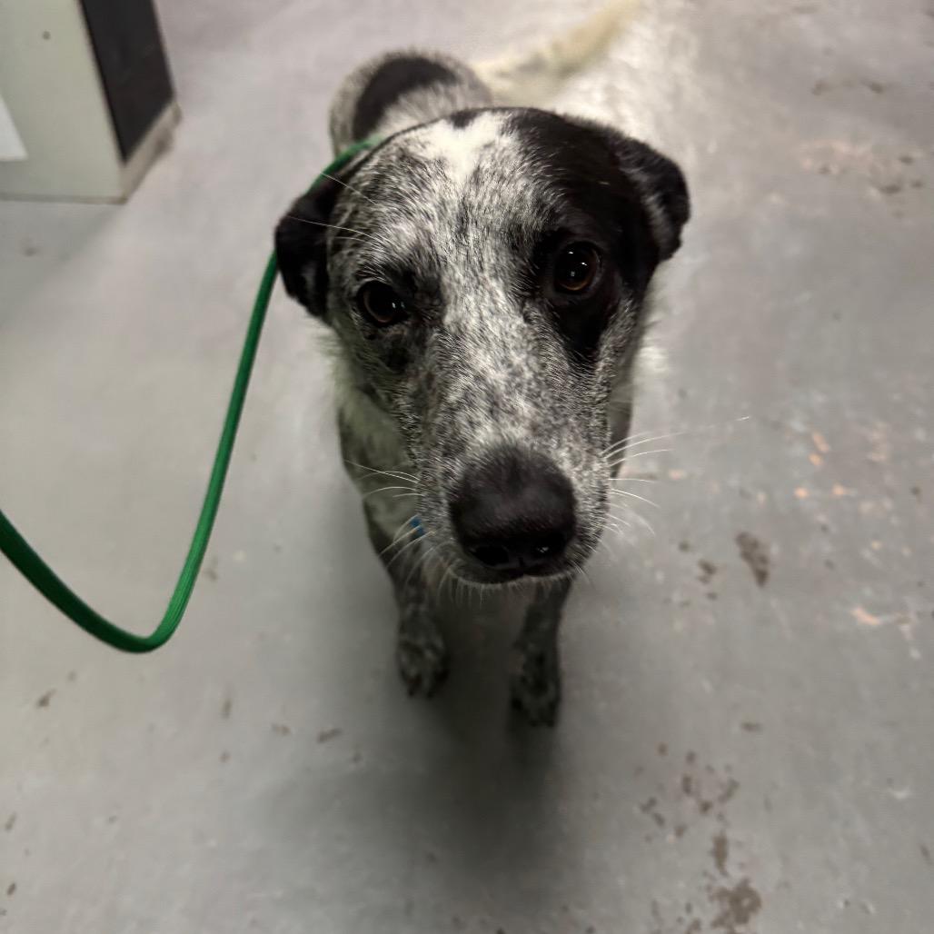 Enlarge Bandit Joe, a Adoptable Australian Cattle Dog / Blue Heeler in Tacoma, WA image 2/6