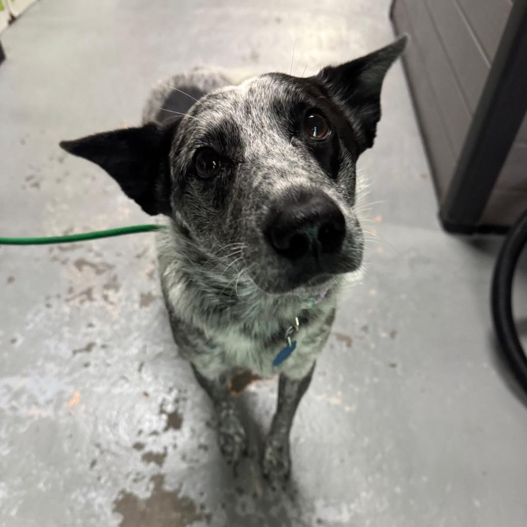 Enlarge Bandit Joe, a Adoptable Australian Cattle Dog / Blue Heeler in Tacoma, WA image 3/6