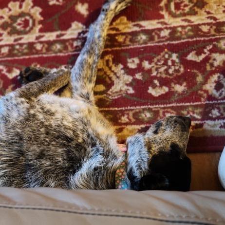 Enlarge Bandit Joe, a Adoptable Australian Cattle Dog / Blue Heeler in Tacoma, WA image 4/6