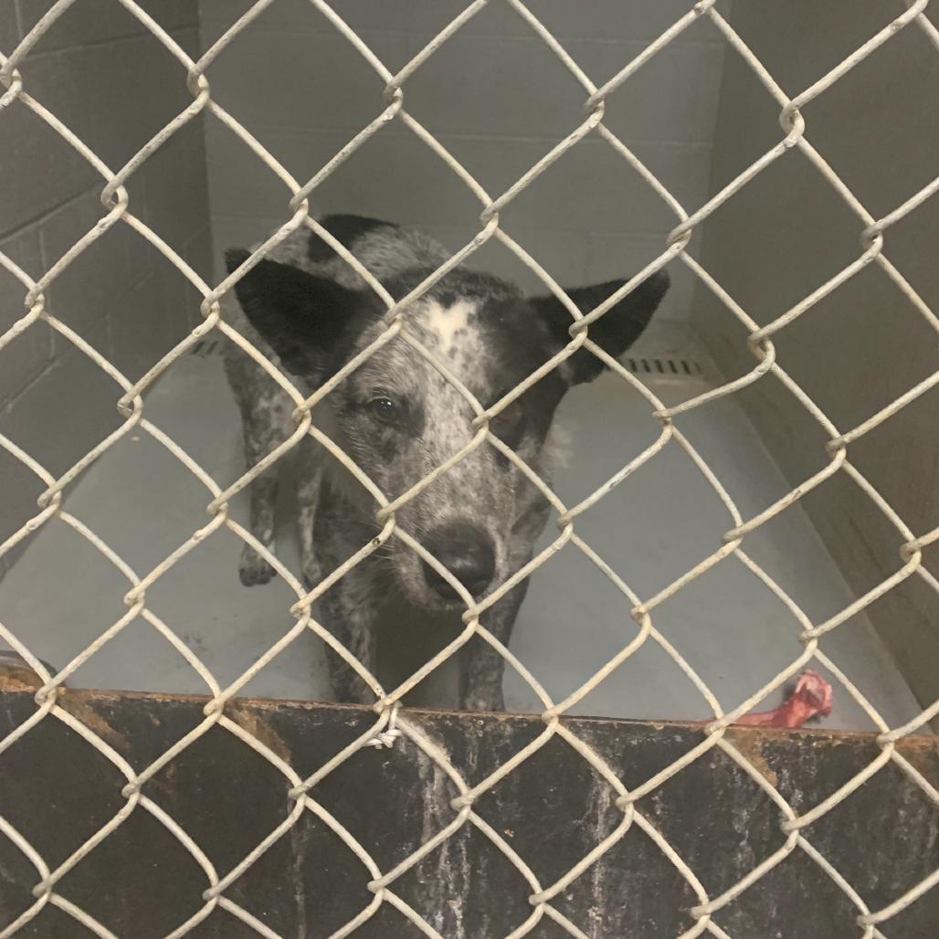 Enlarge Bandit Joe, a Adoptable Australian Cattle Dog / Blue Heeler in Tacoma, WA image 5/6