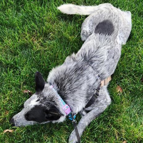 Enlarge Bandit Joe, a Adoptable Australian Cattle Dog / Blue Heeler in Tacoma, WA image 6/6
